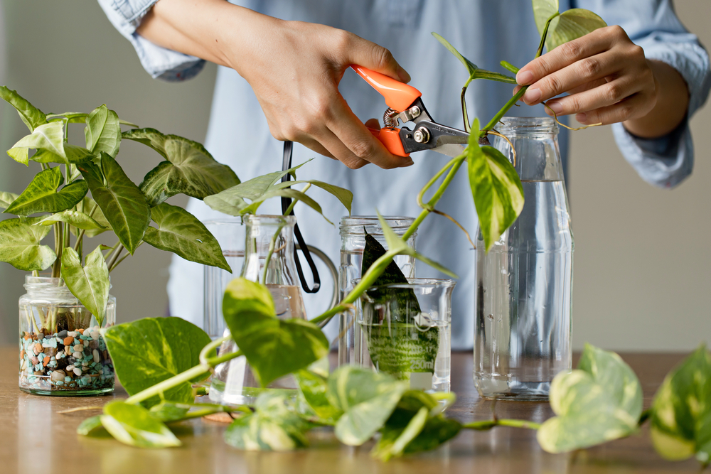 a person making clippings of plants to plant in jars