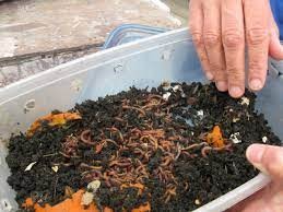 bucket of dirt with earthworms