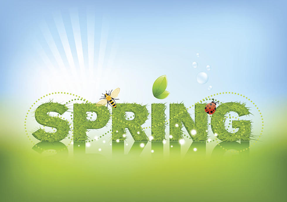 the word spring written in grass with a bee and ladybug flying
