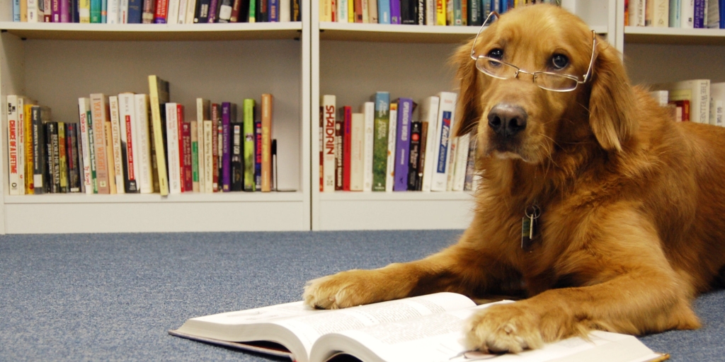 picture of golden retriever with reading glasses on with paws on an open book
