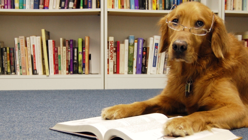 picture of golden retriever with reading glasses on with paws on an open book