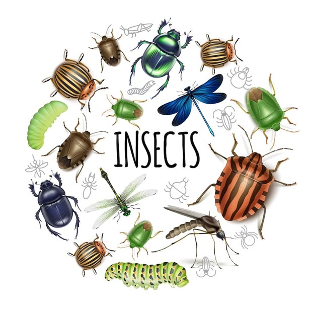 cartoon pictures of different insects in a big circle
